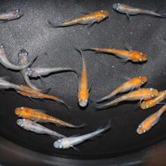 坂出三色 メダカ 8匹セット 選外 めだか 三色ラメメダカの画像