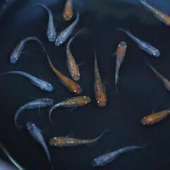 坂出三色 メダカ 8匹セット 選外 めだか 三色ラメメダカの画像