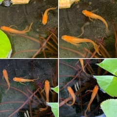 🐟パーティードレス・5匹/　1,000円の画像