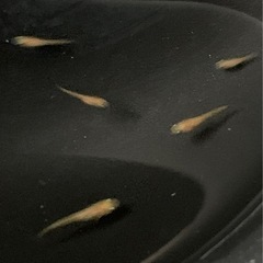 🐟パーティードレス・5匹/　1,000円の画像