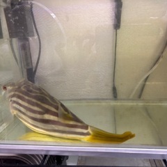 テトラオドンファハカの画像