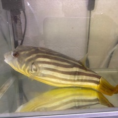テトラオドンファハカの画像