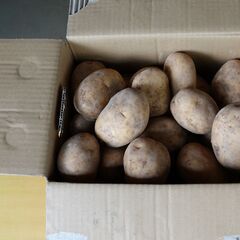 2025年産新鮮土付きじゃが芋「十勝こがね」の画像