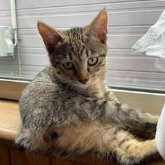 しっぽがすごく短いキジトラ　もも