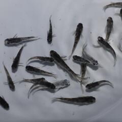 和墨 メダカ 稚魚 1匹 めだか の画像