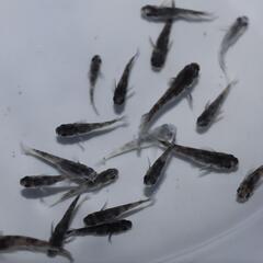 和墨 メダカ 稚魚 1匹 めだか の画像