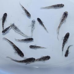 和墨 メダカ 稚魚 1匹 めだか の画像