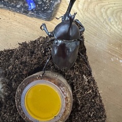 カブトムシオスメスセットの画像