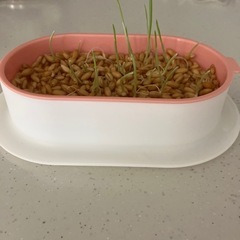 猫草　プランターと猫草の画像