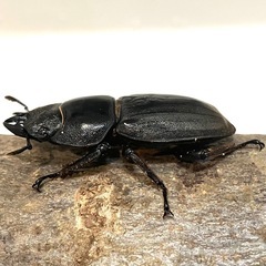✨スマトラオオヒラタ♀（47〜48mm程度）の画像