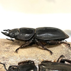 ✨スマトラオオヒラタ♀（47〜48mm程度）の画像