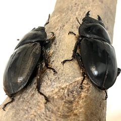 ✨スマトラオオヒラタ♀（47〜48mm程度）の画像