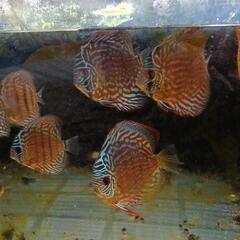 ディスカス若魚の画像