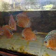 ディスカス若魚の画像