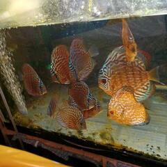 ディスカス若魚の画像