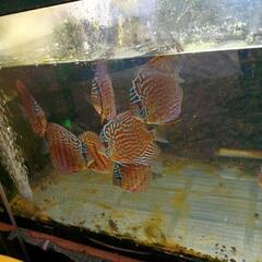 ディスカス若魚の画像
