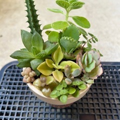 リメイク鉢　多肉寄せ植え⓸ベージュレンガ柄の画像