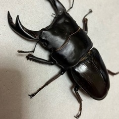 🉐🉐 オオクワガタ ペア川西産（元木SP）♂B77.5 ♀50　菌糸ビン入り❻の画像