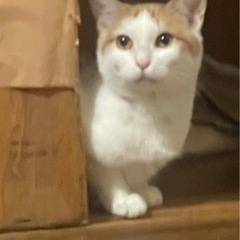 （トライアル予定）可愛い丸顔の蓮（れん）ちゃん