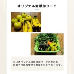 デュビアS 300匹の画像