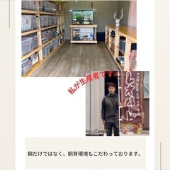 デュビアM 300匹の画像
