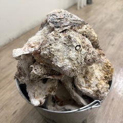 牡蠣の殻の画像