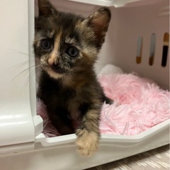 【トライアル中】個性的なサビ♀ちゃん