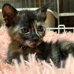 【トライアル中】かわいい サビ猫♀ちゃん