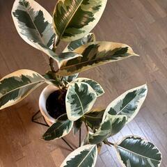 フィカス・デコラ トリカラー🌿（班入りゴムの木）の画像