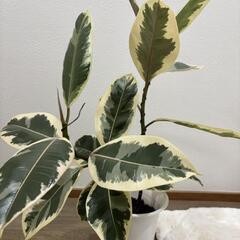 フィカス・デコラ トリカラー🌿（班入りゴムの木）の画像