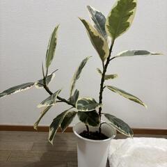 フィカス・デコラ トリカラー🌿（班入りゴムの木）の画像