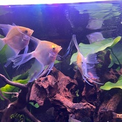 熱帯魚 ゴールデンエンゼルフィッシュの画像