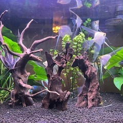 熱帯魚 ゴールデンエンゼルフィッシュの画像