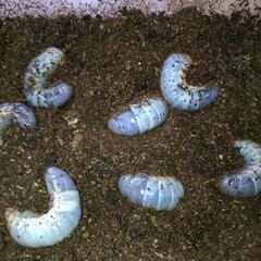 国産カブトムシ　幼虫　残り4匹　の画像