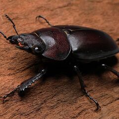 ノコギリクワガタ ♀ 未交尾 後食済み 複数匹可の画像