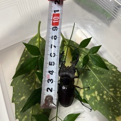 野生のミヤマクワガタの画像