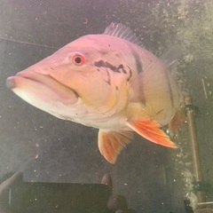 キクラ　ワイルド　テメンシスの画像