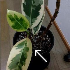 観葉植物🌿フィカス・デコラ トリカラー（班入りゴムの木）の画像