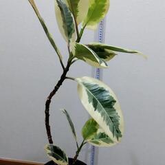 観葉植物🌿フィカス・デコラ トリカラー（班入りゴムの木）の画像