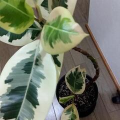 観葉植物🌿フィカス・デコラ トリカラー（班入りゴムの木）の画像