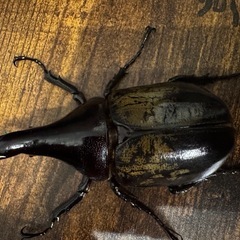 ヘラクレス メテオの画像