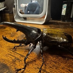 ヘラクレス メテオの画像