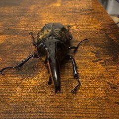 ヘラクレス メテオの画像