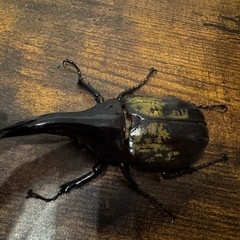 ヘラクレス メテオの画像