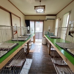 【急募‼️】茨城県神栖市.ワンちゃん好きな方！ブリーダースタッフ募集中です！の画像