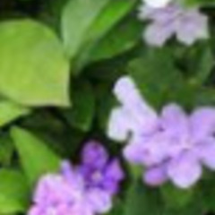 デュランタ　ニオイバンマツリ　アジサイの画像