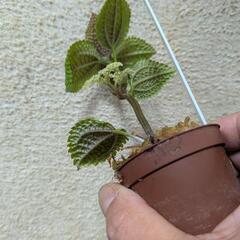 ピレア　ムーンバレーの画像