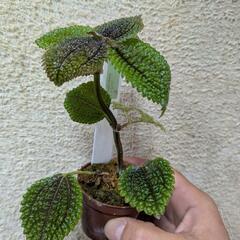 ピレア　ムーンバレーの画像