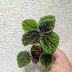 ピレア　ムーンバレーの画像