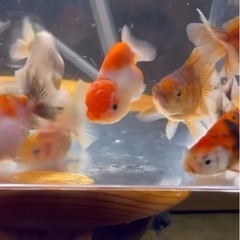 メダカ、金魚各種の画像